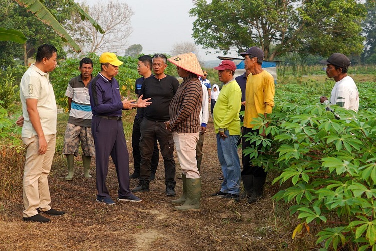 Kelompok Tani Goro SAE Panen Bersama Gubri Syamsuar, Sebatang Ubi Hasilkan Rata-rata 7 Kg