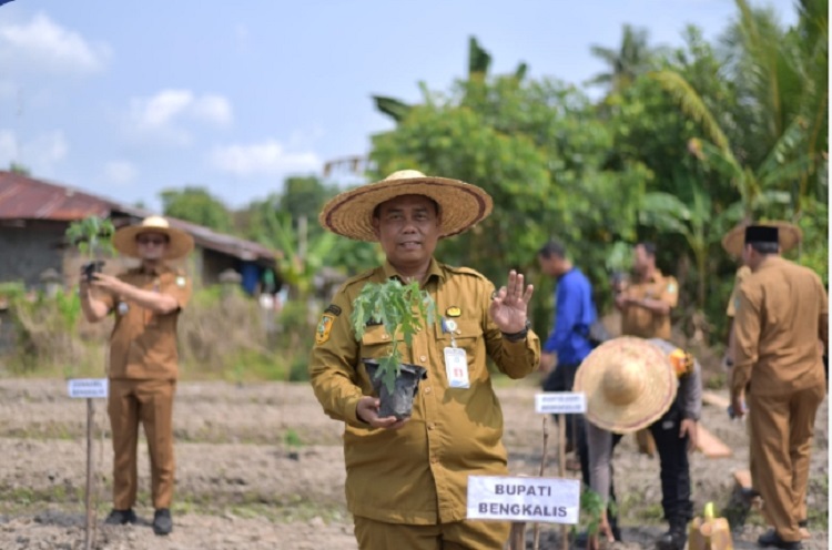 Bupati Bengkalis Terus Dorong Produktivitas Pertanian