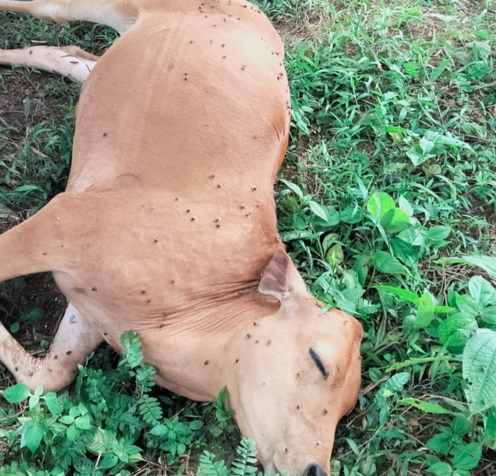 Belasan Sapi Mati Mendadak di Kampar Akibat Keracunan