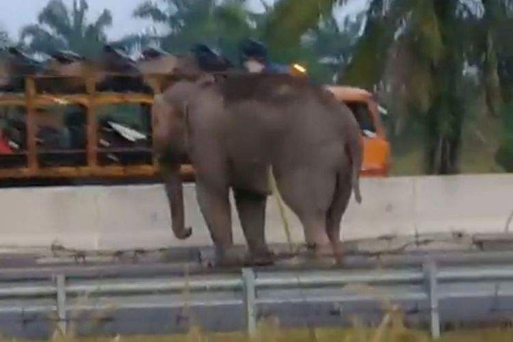 Setelah Babi Masuk Tol, Kali Ini Kembali Viral Gajah Masuk Tol Pekanbaru-Dumai