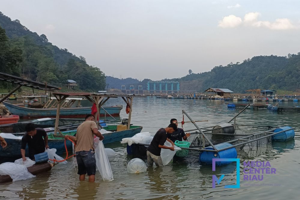 Waspada Pintu PLTA Dibuka, Warga Tinggal Sepanjang Sungai Kampar Terancam Banjir