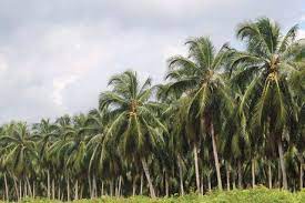 Tahun Ini Disbun Riau Akan Replanting 1.400 Hektar Kebun Kelapa Masyarakat di Inhil dan Pelalawan