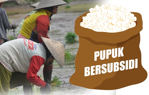 Secercah Harapan untuk Petani, Pemerintah Akan Tambah Kuota Pupuk Subsidi Jadi 9,55 Juta Ton