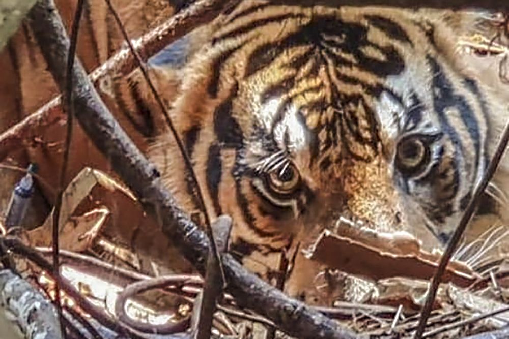BBKSDA Riau Buat Kandang Jebakan Menangkap Harimau yang Berkeliaran di Siak