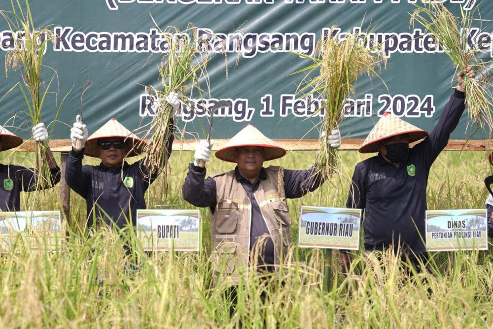 Gubernur Riau Panen Raya Padi di Desa Topang Meranti, Diharapkan Bisa Penuhi Kebutuhan Pangan