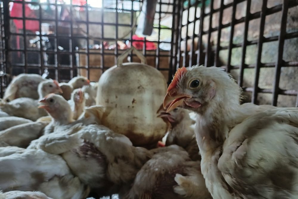 Harga Telur dan Ayam Potong Melonjak Tinggi, Disperindag Riau: Pakan Ternak Mahal