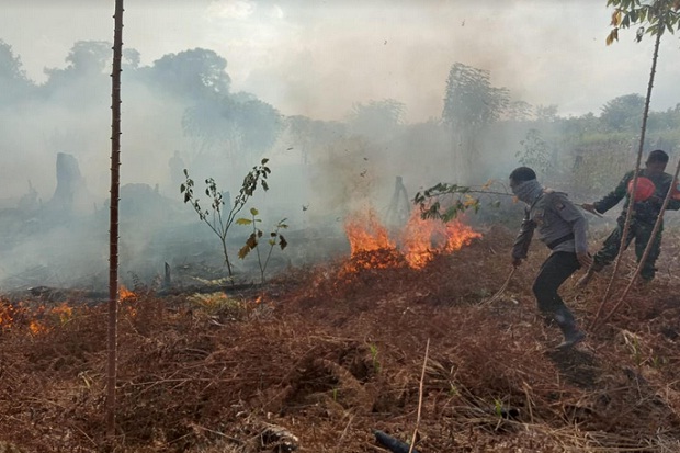 Bakar Lahan Untuk Kebun Sawit, Petani di Rohil Ditangkap