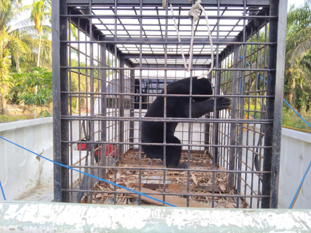 Sering Memangsa Ayam Warga, Seekor Beruang Madu Diamankan BBKSDA Riau di Sabak Auh Siak
