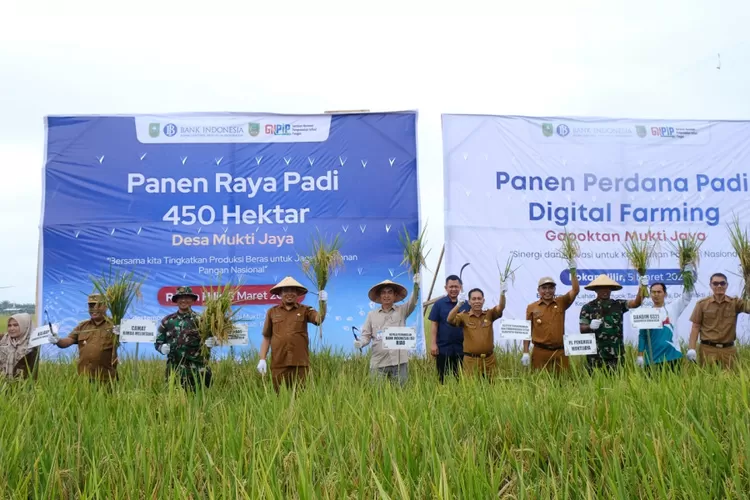 Hasilkan 3.000 Ton Beras, Desa Mukti Jaya Rohil Menjadi Daerah Penghasil Padi Terbesar di Riau