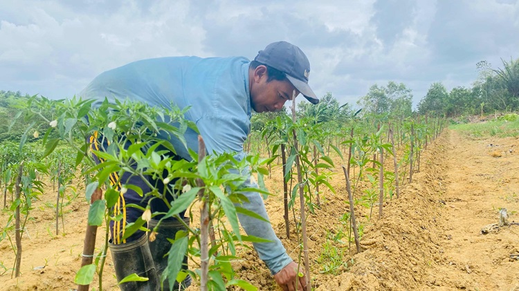 Terkendala Modal, Petani Juga Bisa Ajukan Pembiayaan KUR di BRK Syariah Tanjungpinang Pamedan