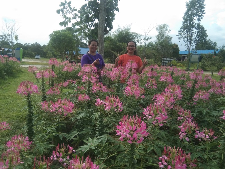 Saatnya ke Okura! Bunga di Taman Impian Sedang Mekar-mekarnya