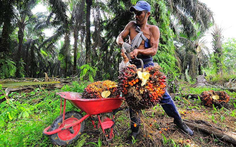 Harga Sawit dan Karet Melonjak, Nilai Tukar Petani di Riau Naik 3,98 Persen Pada Maret 2024