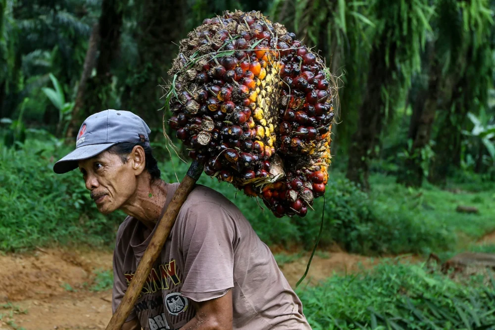 Harga Sawit Naik Lagi Minggu ini, Petani Sawit Bisa Berlebaran Idul Fitri Dengan Ceria