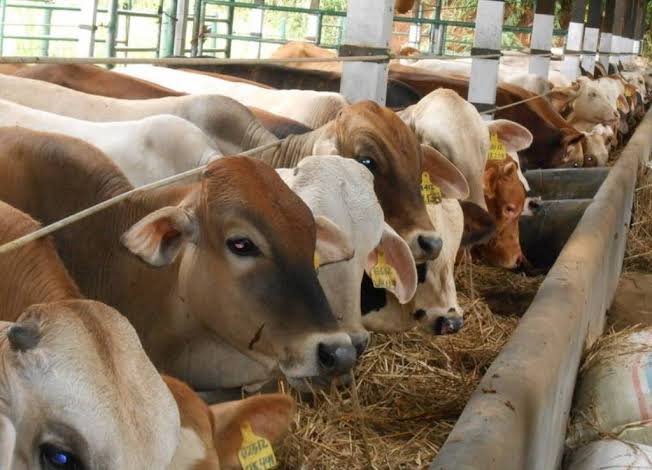 Sama Tahun Lalu, Kebutuhan Hewan Qurban di Pekanbaru Capai 10 Ribu Ekor Sapi