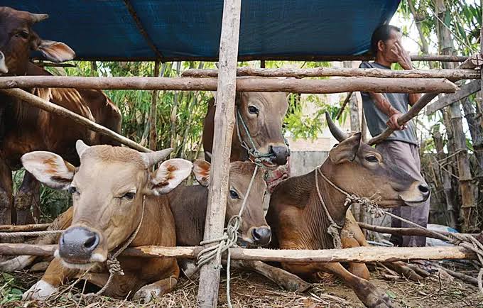 Awasi Penyakit Cacar Sapi, Distankan Pekanbaru Periksa 3.000 Ekor Hewan Qurban