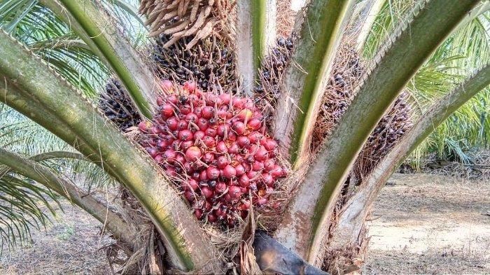 Harga Kelapa Sawit Minta Plasma Turun Lagi, Karena Faktor Ini