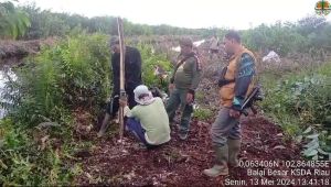 Sempat Tewaskan Pekerja, BBKSDA Riau Pasang Kamera Trap di Lintasan Harimau