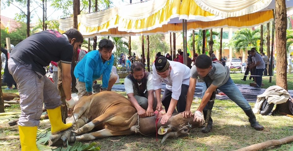 Antusias, Hewan Qurban ASN Pemprov Riau Sudah Terkumpul 32 Ekor Sapi dan 18 Kambing