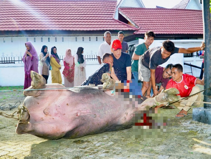 Pj Bupati Kampar Hambali Sembelih Sendiri Kerbau Kurbannya Seberat 750 Kg