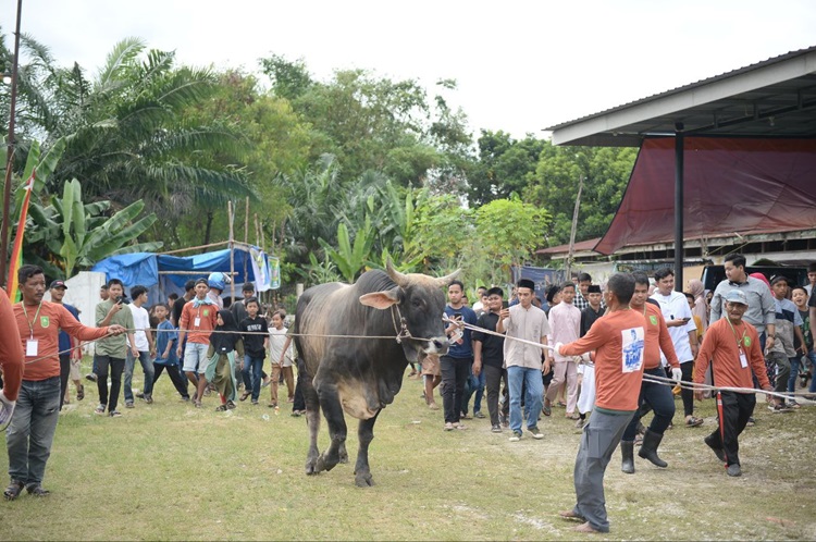Berbadan Super Besar, Sapi Kurban Jokowi di Pekanbaru jadi Tontonan Warga