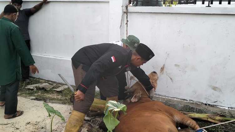 Berita Foto: H. Syahrul dan Keluarga Kurban 1 Ekor Sapi dan 1 Kambing