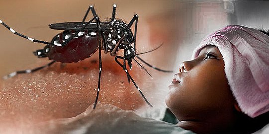 Waspada! Sudah 860 Kasus Demam Berdarah Terjadi di Riau, 1 Orang Meninggal Dunia