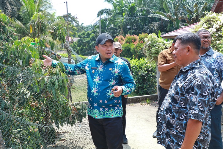 Kampung di Siak Ini Terkenal Karena Kelengkeng Itoh, Pohonnya tak Besar Tapi Rindang dan Berbuah Lebat