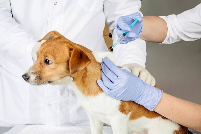 Atasi Penularan Rabies, Distankan Kota Pekanbaru Beri Vaksin 3.022 Ekor Hewan Peliharaan