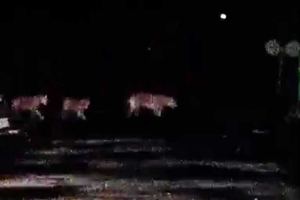 4 Ekor Harimau Berkeliaran di Area PT RAPP, BBKSDA Riau Akui Kawasan itu Memang Rumah Harimau