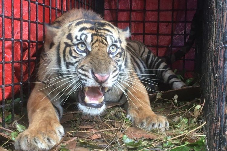 Bantah Video Viral Seorang Wanita Luka Diserang Harimau, BKSDA Riau: Itu Diserang Beruang di Pasaman Sumbar
