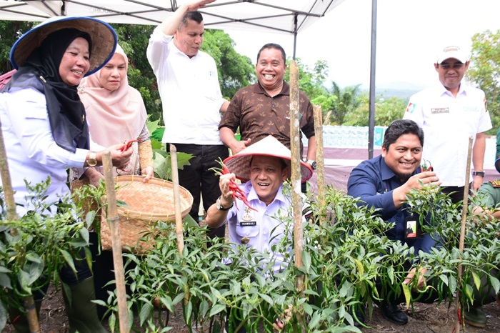 Panen Perdana Cabai, Pj Bupati Kampar Apresiasi Kerjasama Kampar Aneka Karya dengan PT. PHR
