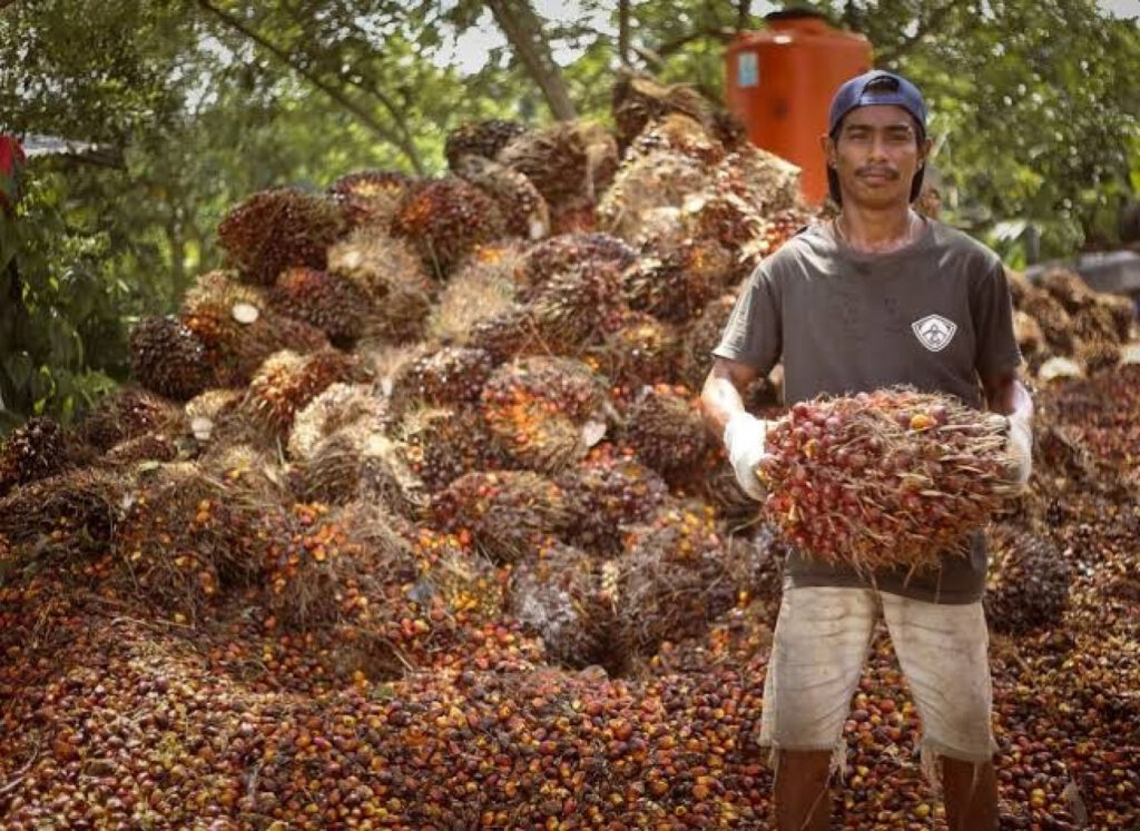 Petani Sawit Bisa Tersenyum, Harga TBS Sawit Riau Naik Tertinggi untuk Kelompok Umur 9 Tahun