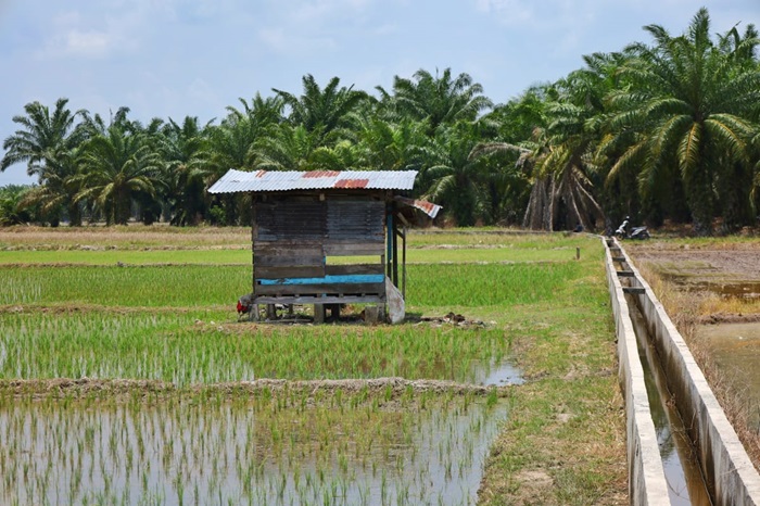 Dinas Pertanian Juga Minta PU Tarukim Siak Menggali Parit dengan Alat Berat