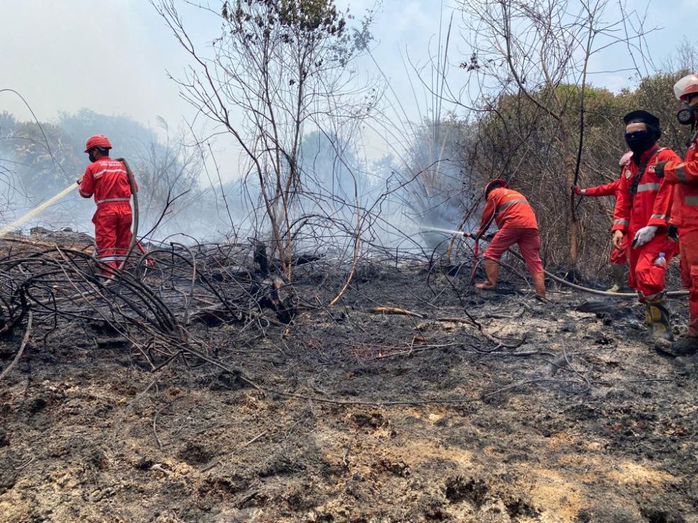Titik Api di Riau Menyala Capai 111 Titik, Terbanyak di Daerah Inhu dan Kuansing