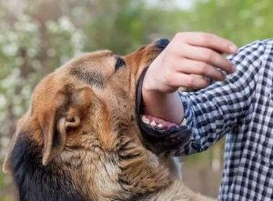 Dalam Rangka Hari Rabies Sedunia, Sabtu Besok Dinas PKH Riau Beri Vaksin Gratis untuk Hewan