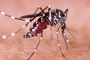 Malaria Tembus 128 Kasus, Pj Bupati Inhil Minta Seluruh Masyarakat di Desa Kuala Selat Diperiksa