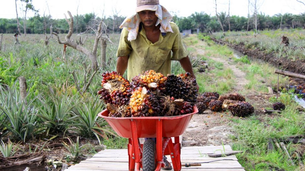 Petani Sawit Diuji, Harga TBS Merosot Bahkan Pabrik Kelapa Sawit Tak Lakukan Penjualan