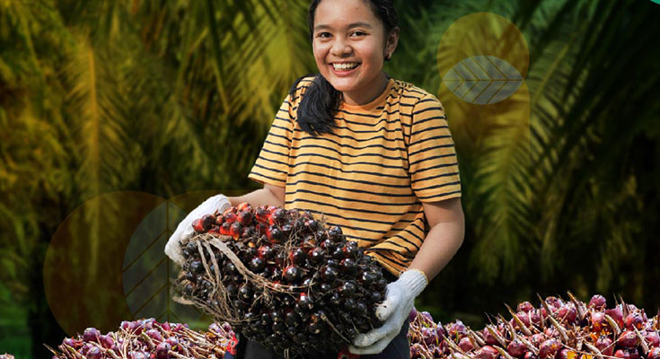 Petani Sawit Riau Gembira, Harga TBS Kelapa Sawit Swadaya Tembus Rp 3.684 per Kg