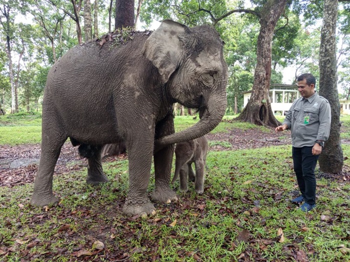 Diselamatkan dari Konflik Bencah Kelubi, Gajah Ngatini Melahirkan di Buluhcina
