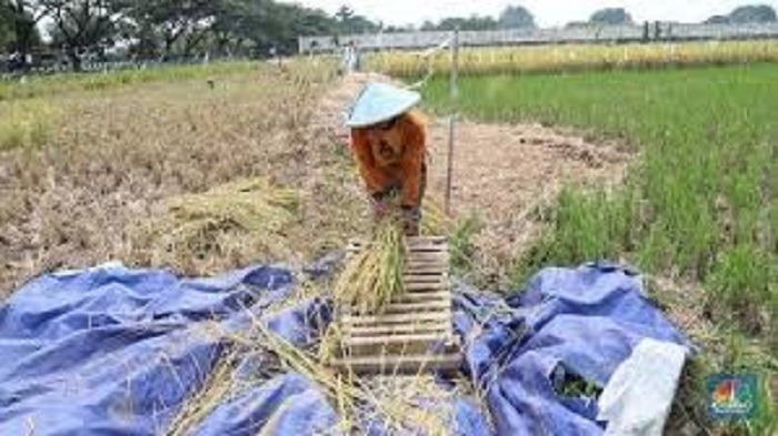 Bukan Siak atau Kampar, Ini 3 Daerah dengan Produksi Padi Tertinggi di Riau 2024
