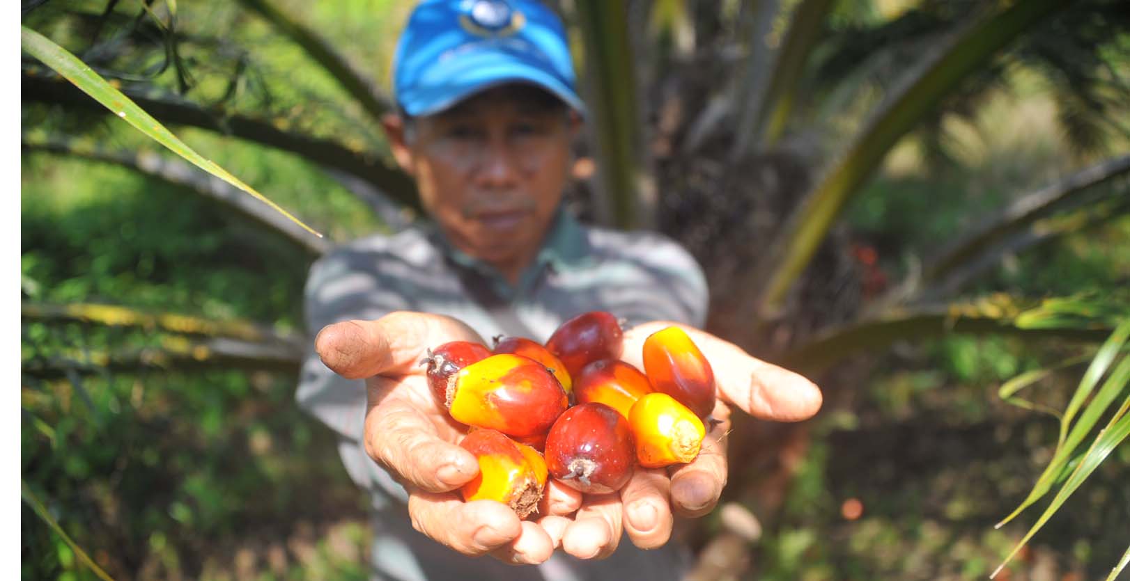 Petani Sawit di Riau Bingung, Harga TBS Sawit Swadaya Turun Naik