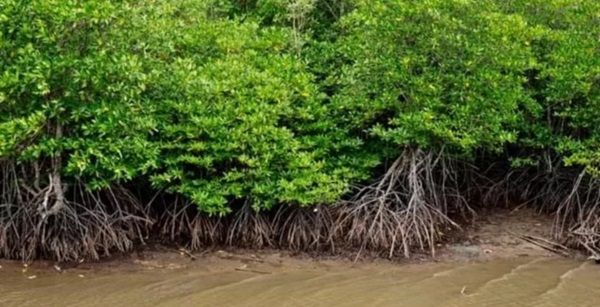 Percepatan Rehabilitasi Mangrove Hanya di 7 Kabupaten dan Kota Ini, Pekanbaru Belum Termasuk