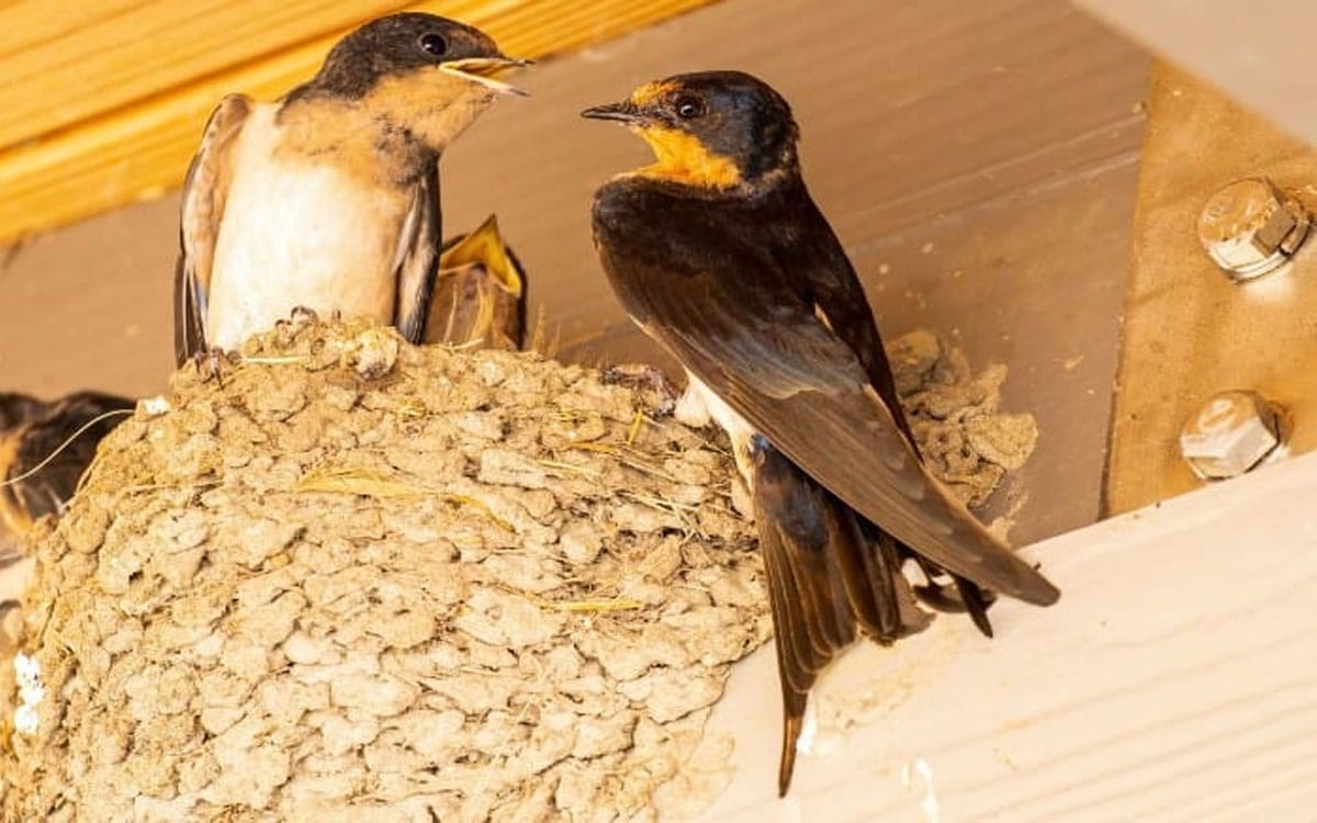 Pajak Burung Walet di Pekanbaru Naik Signifikan 52 Persen, Total Realisasi Pajak Capai 97 Persen