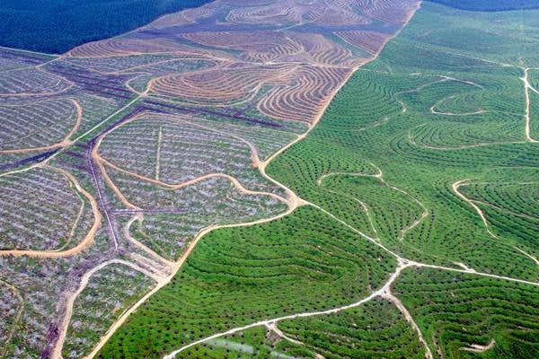 Gawat! Puluhan Perusahaan Perkebunan Sawit di Kampar Kabarnya Tanpa HGU