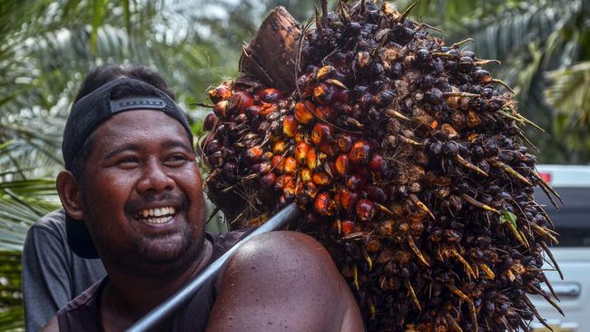Petani Bisa Tersenyum, Harga Sawit Naik Minggu Ini Jadi Rp3.492 per Kg