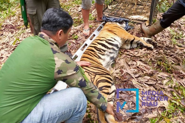 Pekerja di Pelalawan Tewas Dicabik Harimau, BKSDA Dorong Penerapan Sistem Peringatan Dini