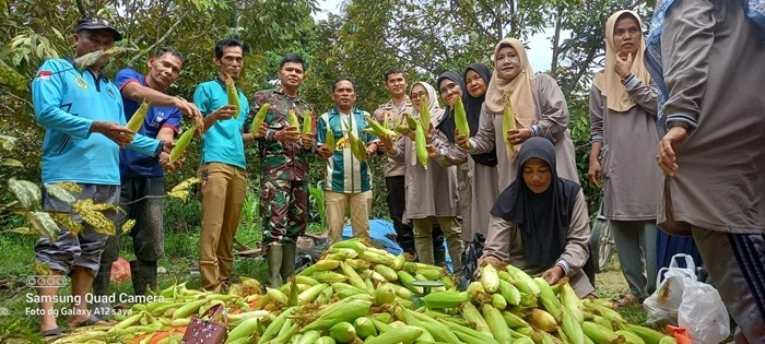 TP-PKK Desa Pulau Tinggi Panen Jagung Perdana di Kebun KWT