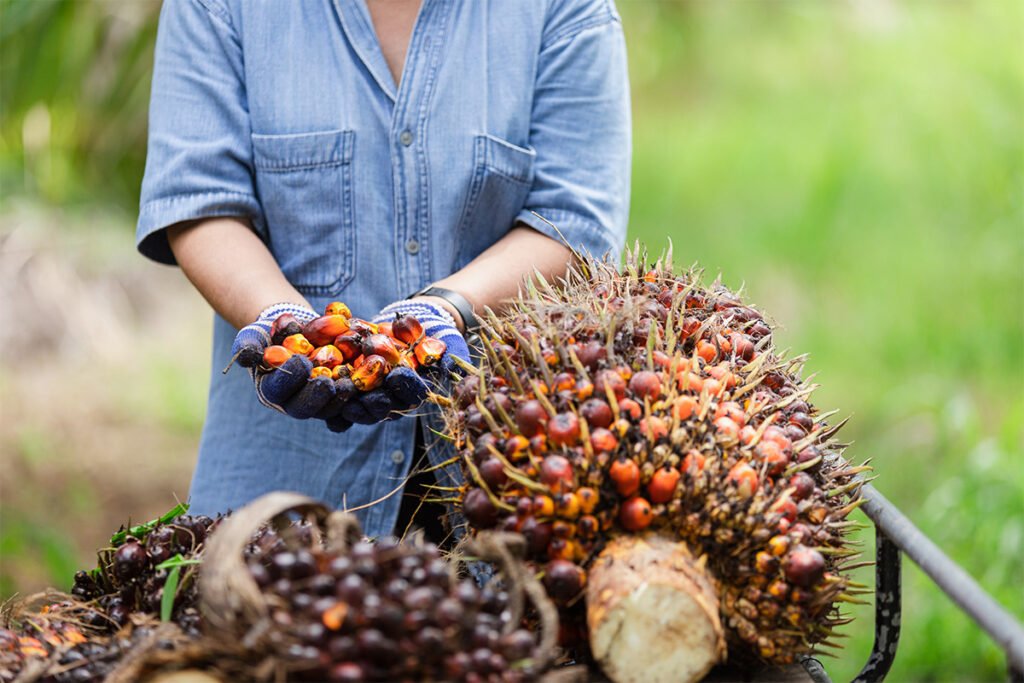 Harga Kelapa Sawit Mitra Plasma Minggu Ini Turun, Dihargai Rp3.616 per Kg