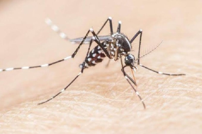 Jangan Anggap Remeh, Ikan dan Tanaman Ini Ternyata Bisa jadi Penangkal Nyamuk Malaria