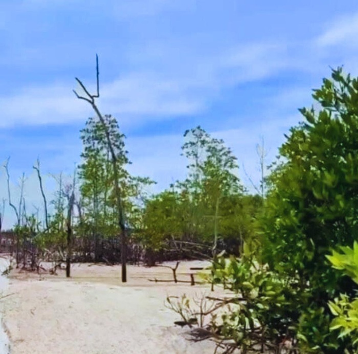Pantai Sungai Sirih Rohil akan jadi Objek Wisata Unggulan, Rimbunnya Mangrove dan Pasir Putih jadi Daya Pikat